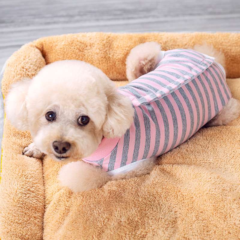 犬服 ふわもこ小型犬用ボーダーTシャツ