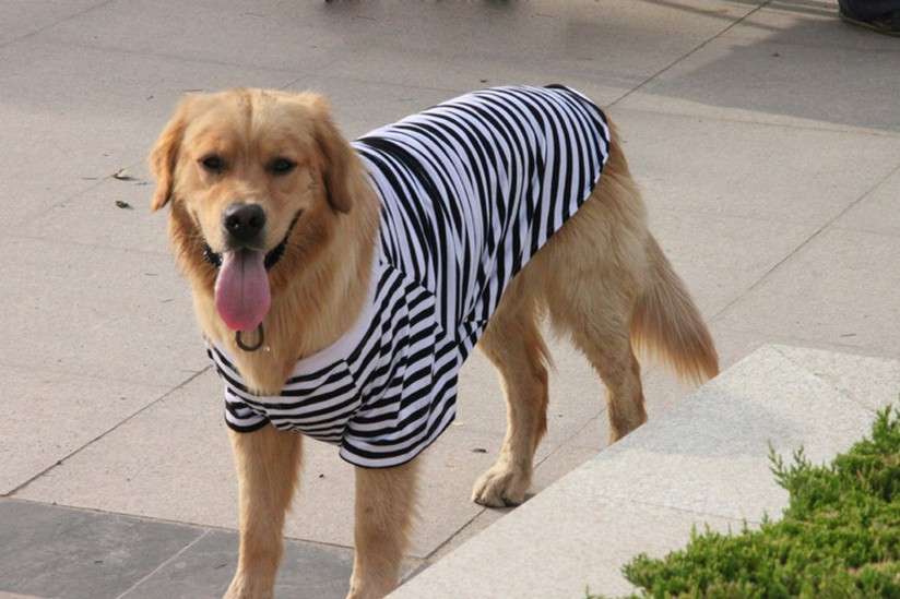 犬服 大型犬用ボーダー柄オーバーサイズTシャツ