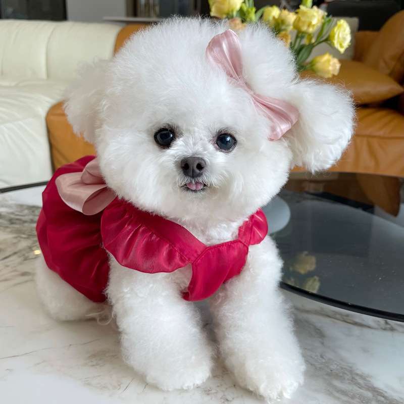 犬服 ふんわり姫様ドレス ワンピース
