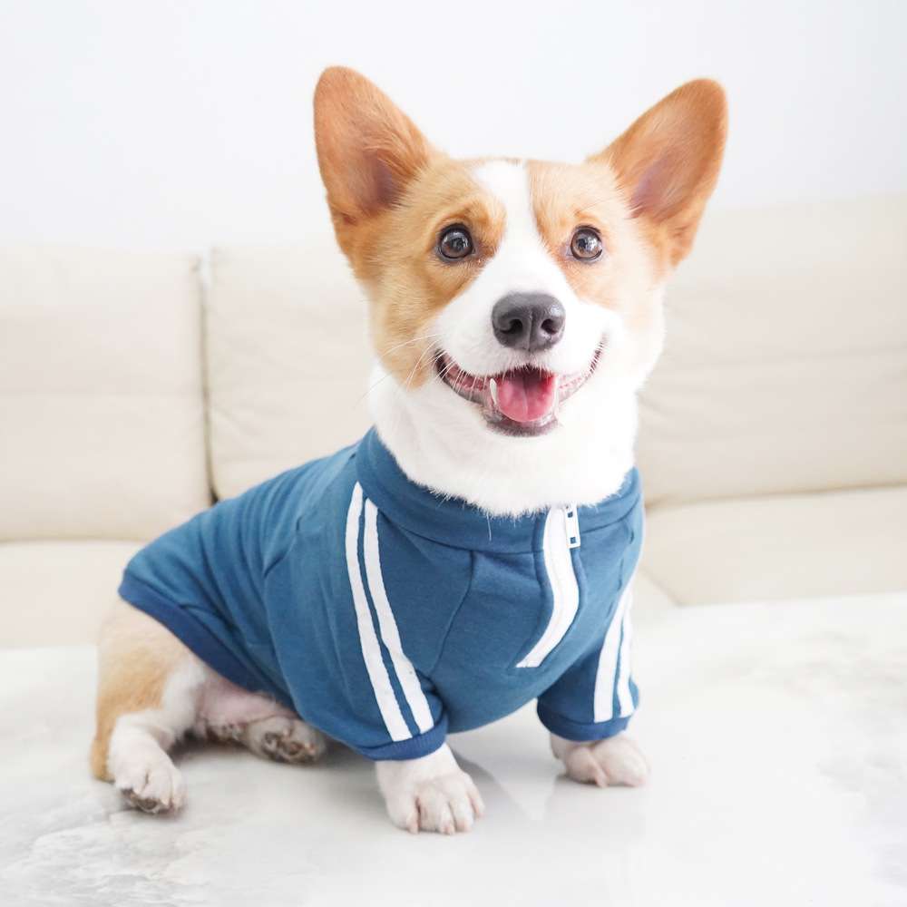 犬服 スポーティーな中型犬用ジャージ