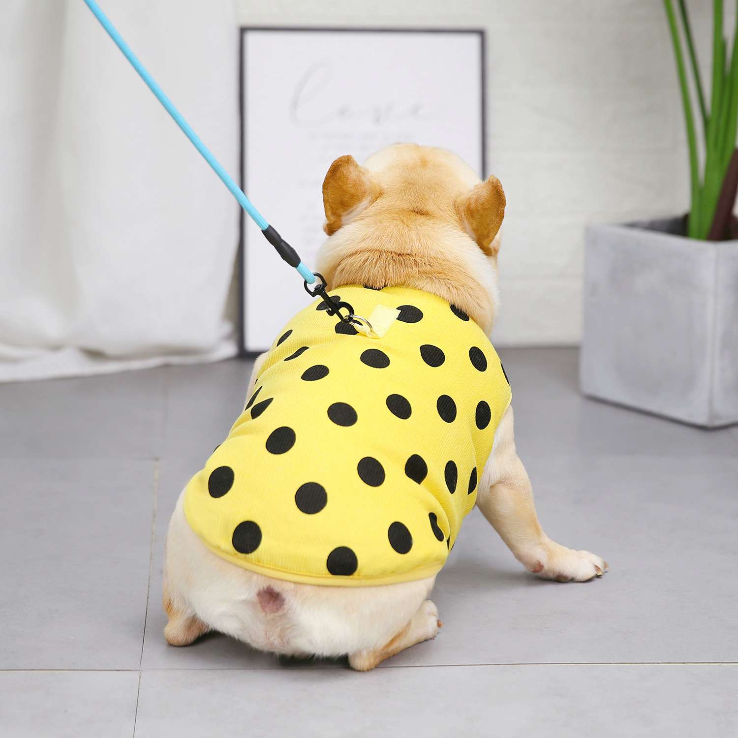 犬服 水玉模様の爽やかベスト