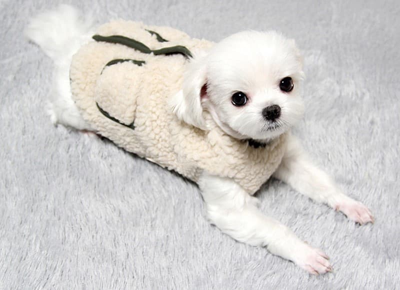 犬服 もこもこボアポケットコート