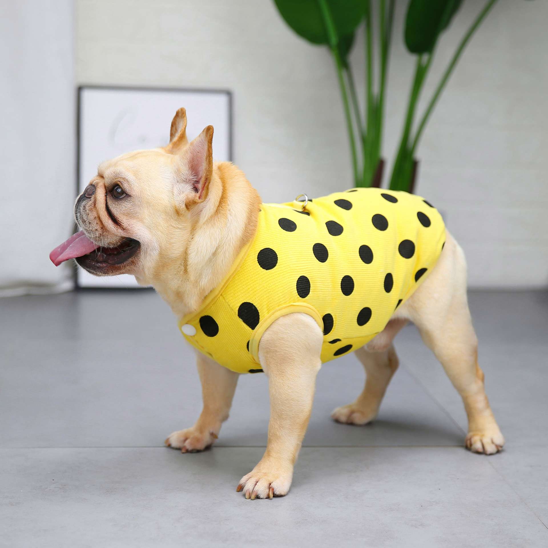 犬服 水玉模様の爽やかベスト