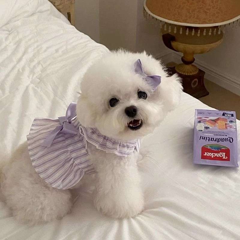犬服 ふんわりリボン付きワンピース
