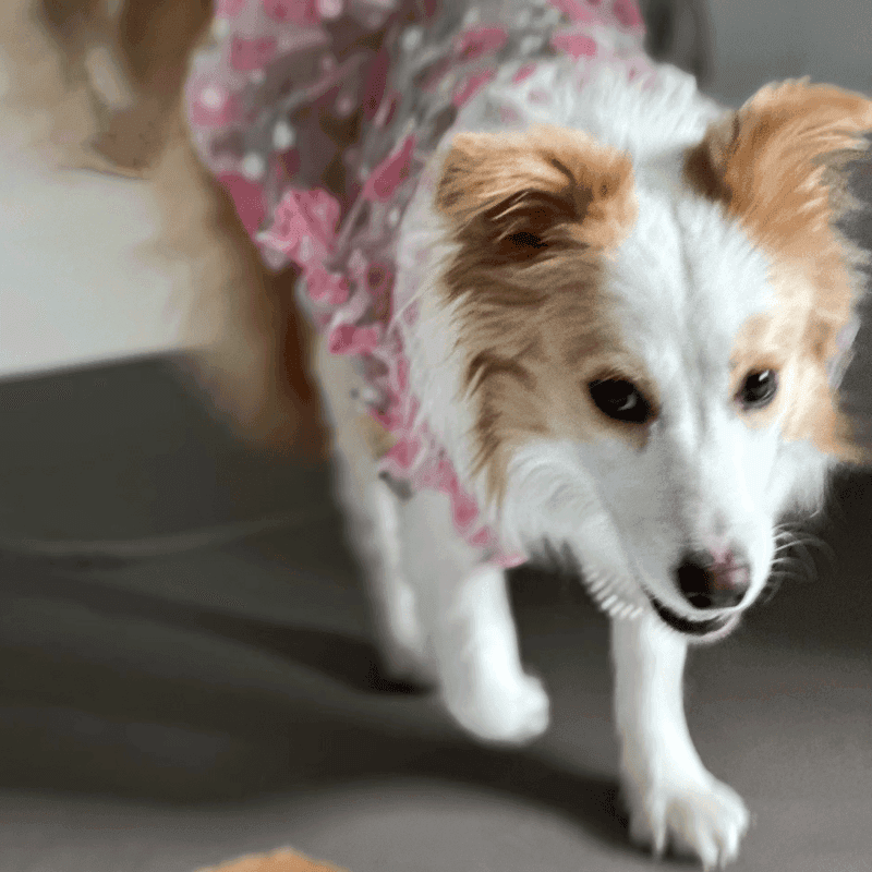 犬服 大型犬向け花柄ワンピース