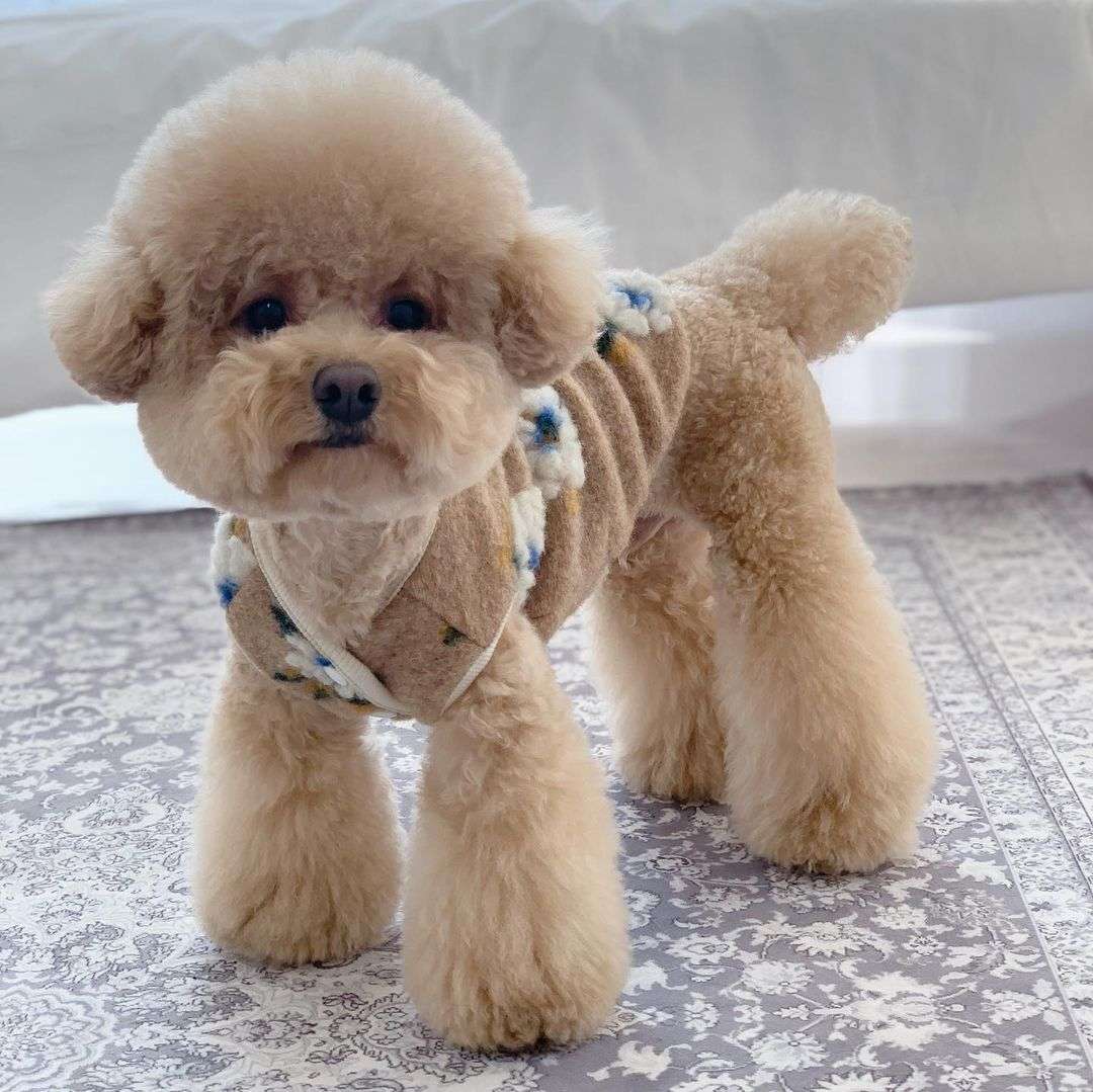 犬服 もこもこ冬服セーター