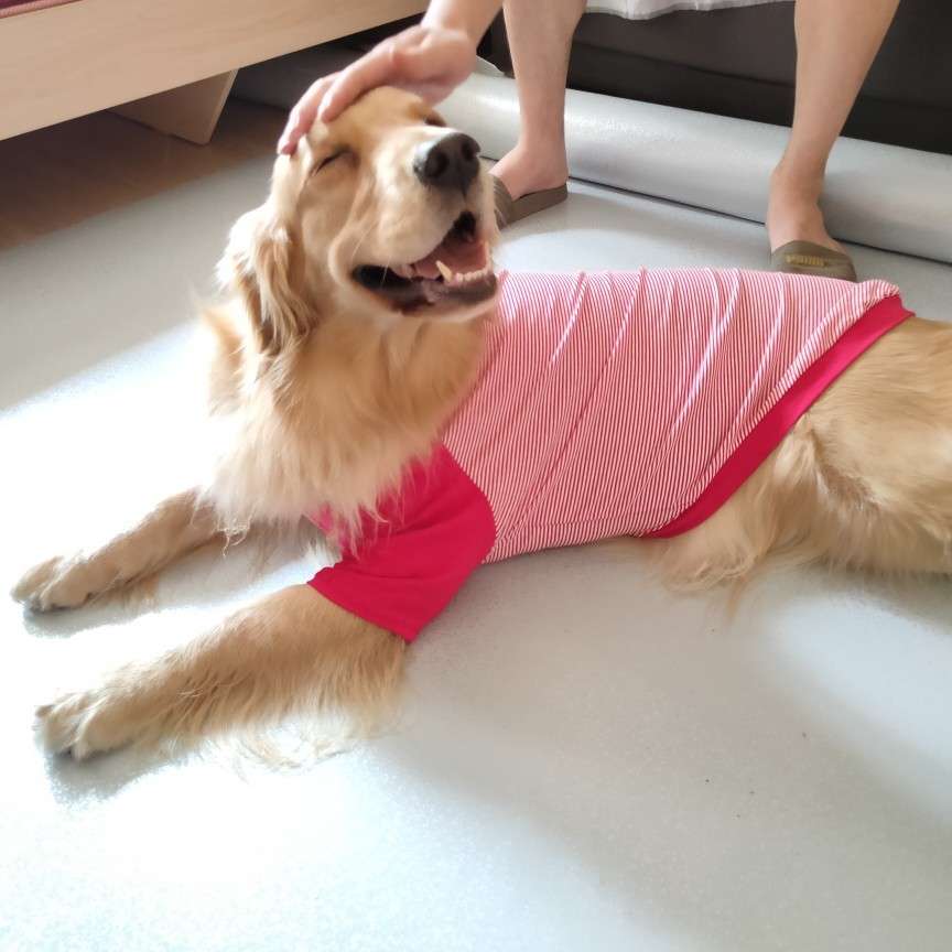 犬服 大型犬用爽やかストライプTシャツ