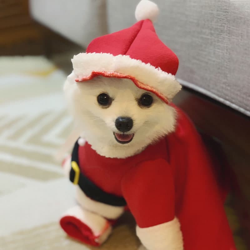 犬服 聖夜の贈り物サンタ変身コスチューム