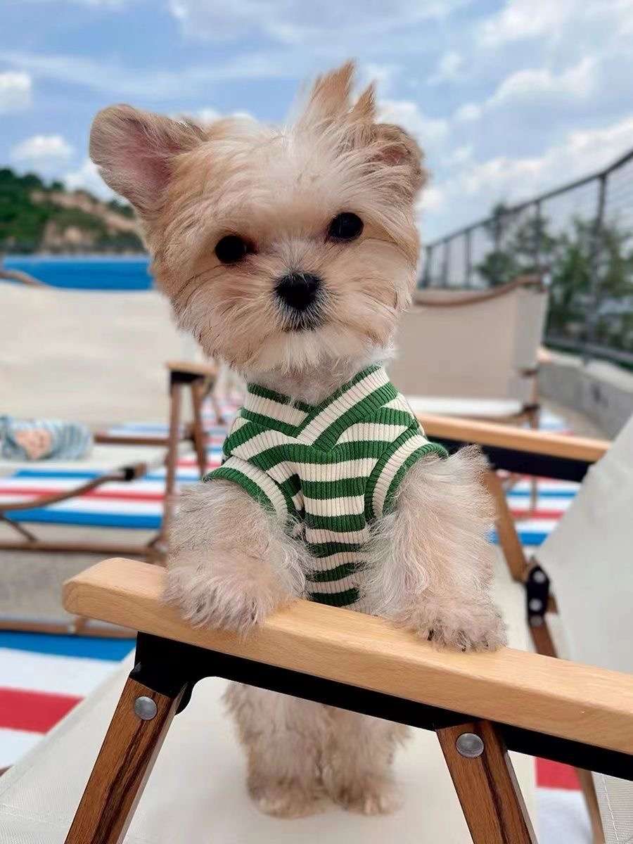 犬服 小型犬 タンクトップ