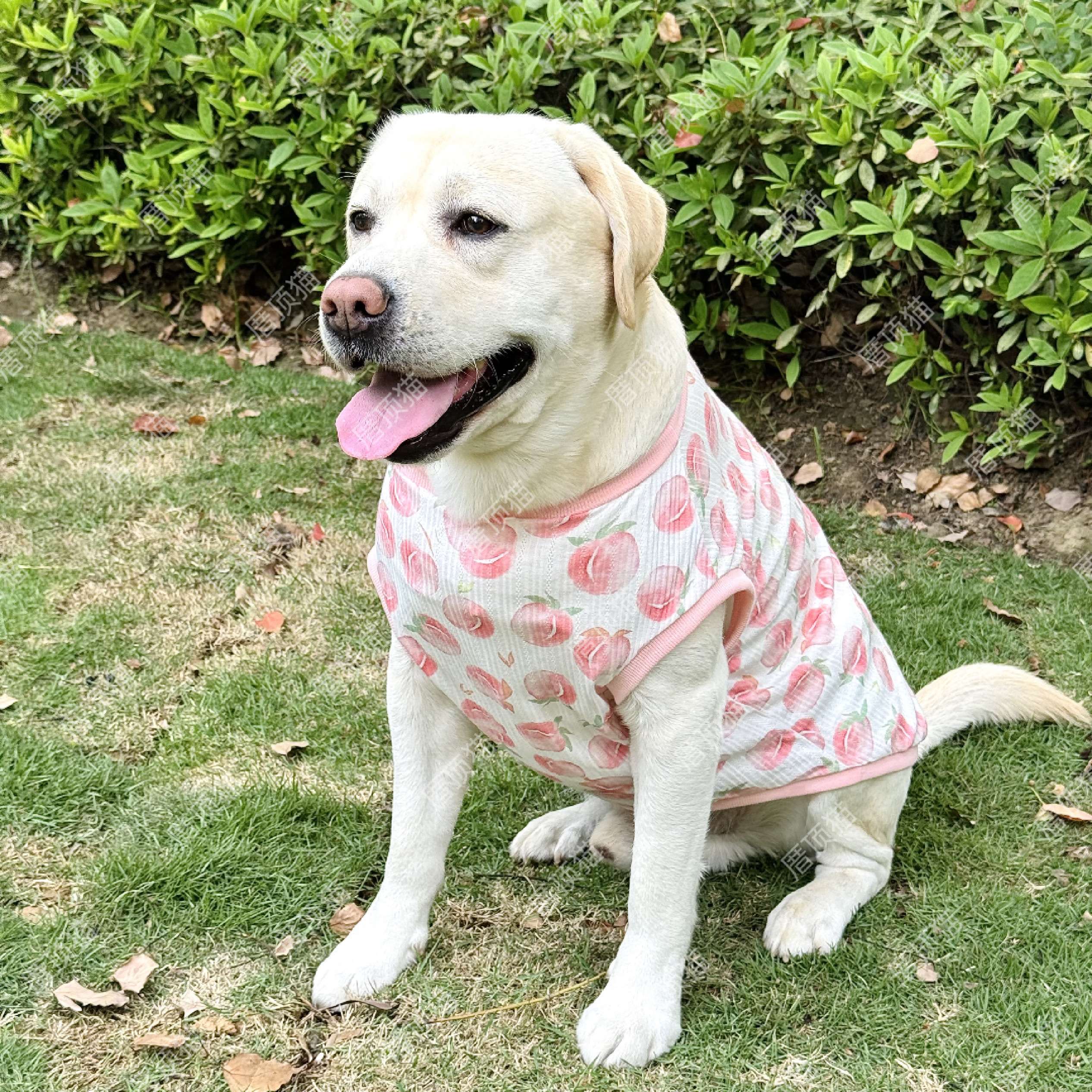 犬服 大型犬用さわやか桃柄タンクトップ
