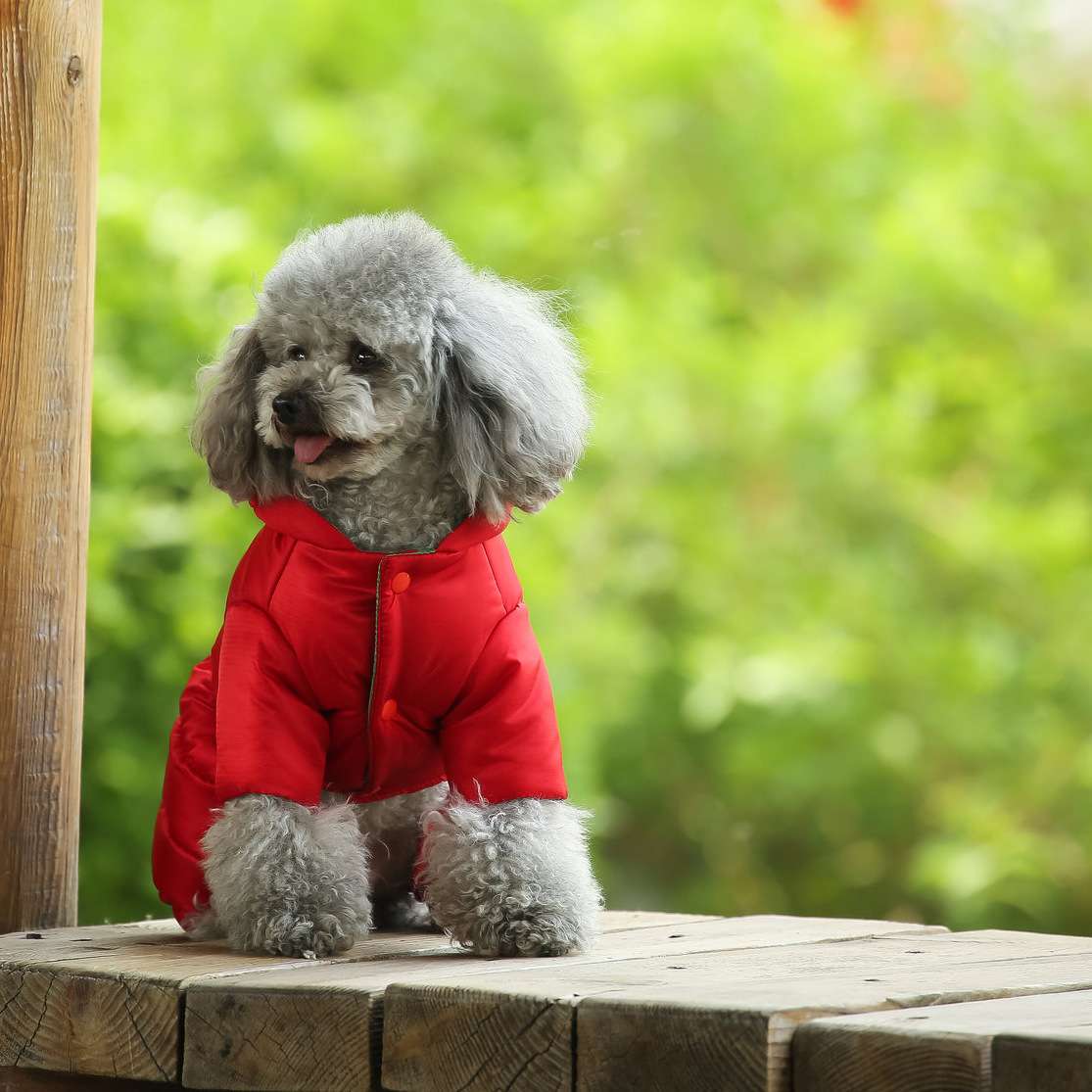 犬服 アウター 小型犬用防寒ダウン