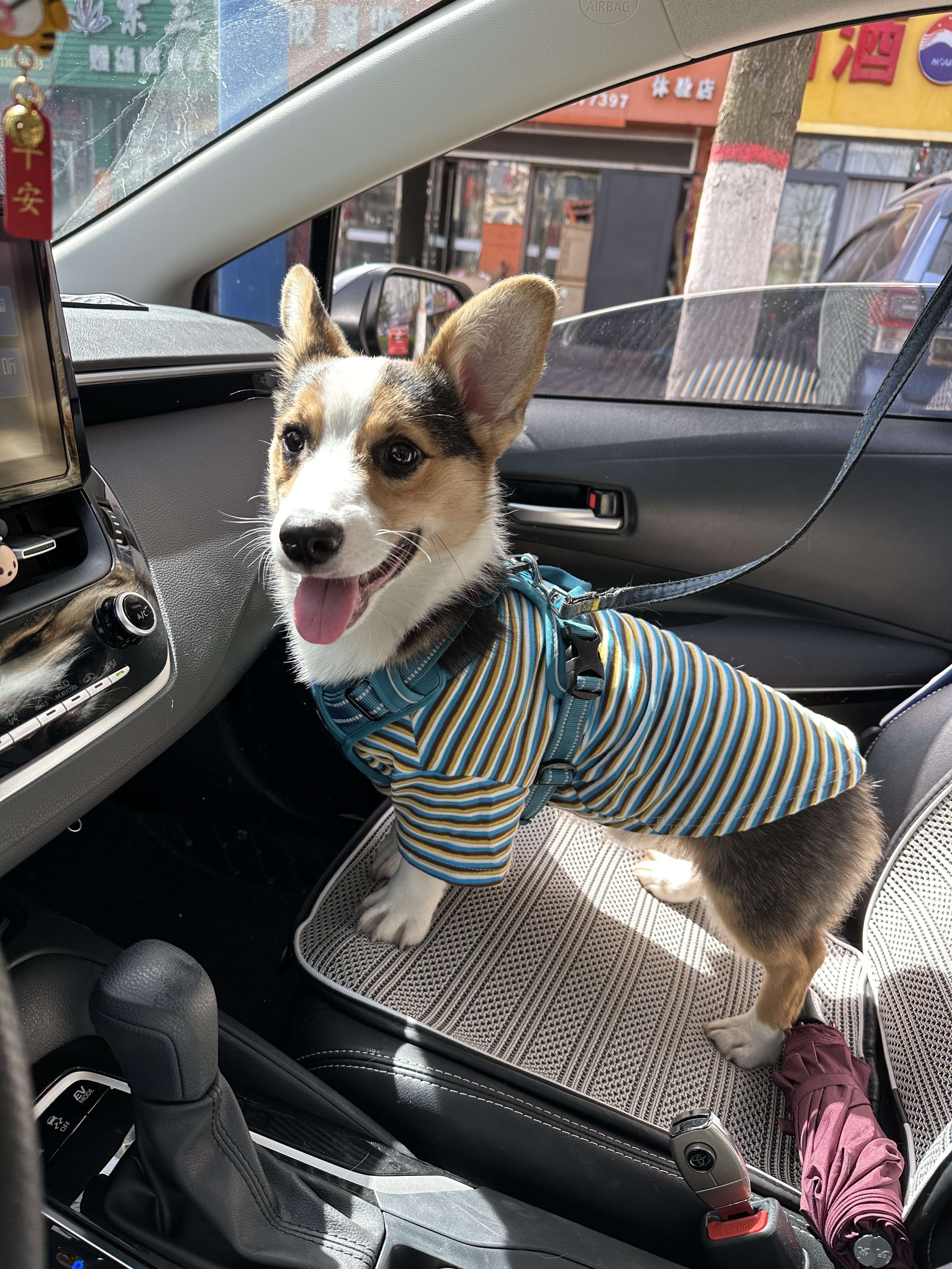 犬服 ボーダー柄の快適ドッグウェア
