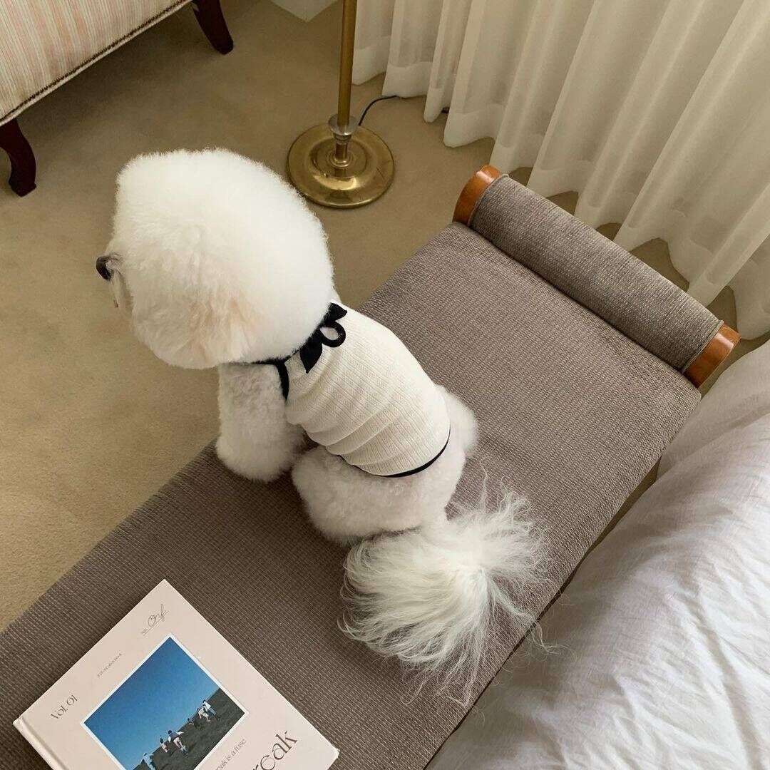 犬服 わんちゃんのリボン付きニットベスト