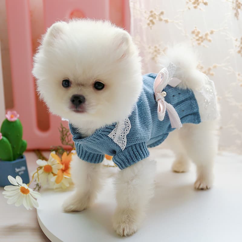 犬服 天使の羽付きレース襟リボンニットセーター