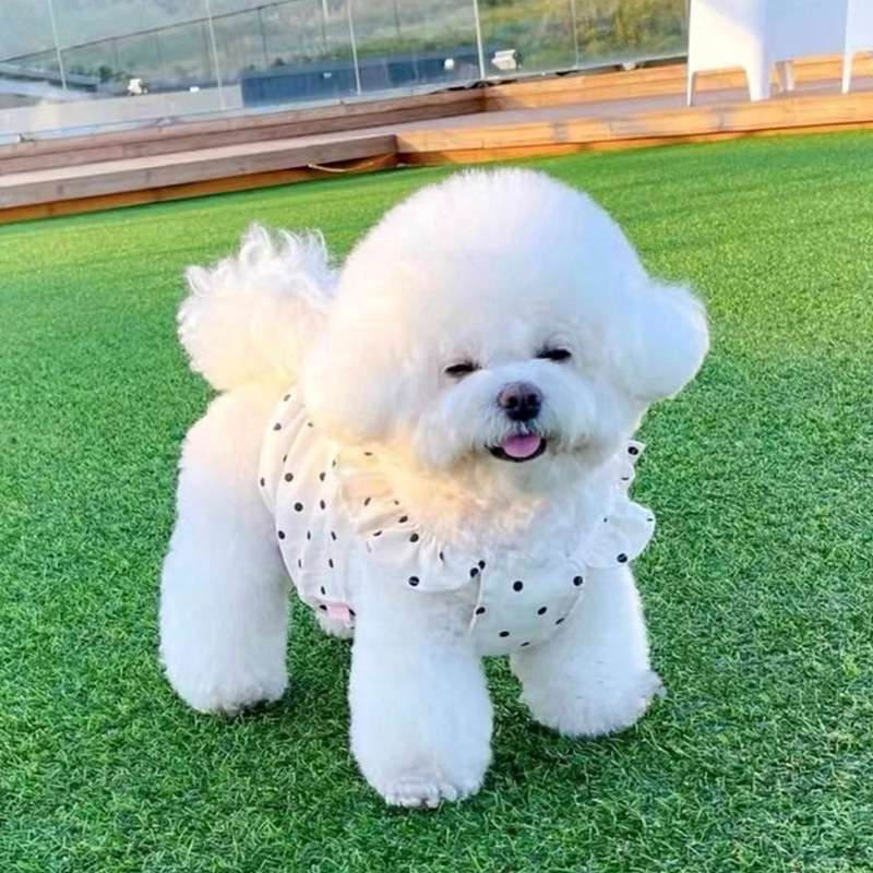 犬服 水玉模様のフリルワンピース