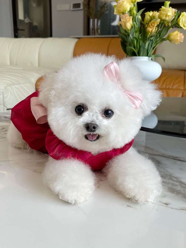 犬服 ふんわり姫様ドレス ワンピース