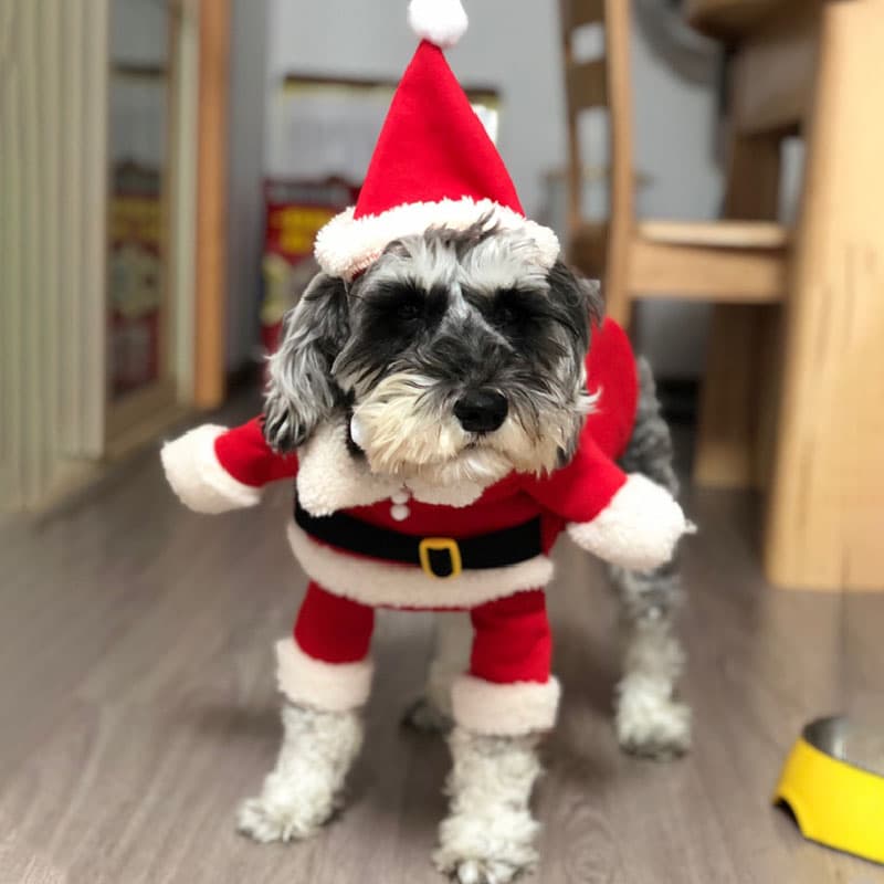 犬服 聖夜の贈り物サンタ変身コスチューム