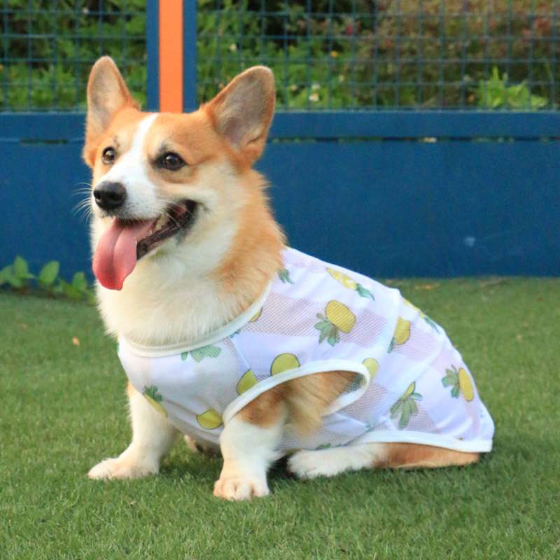 メッシュ素材の犬服