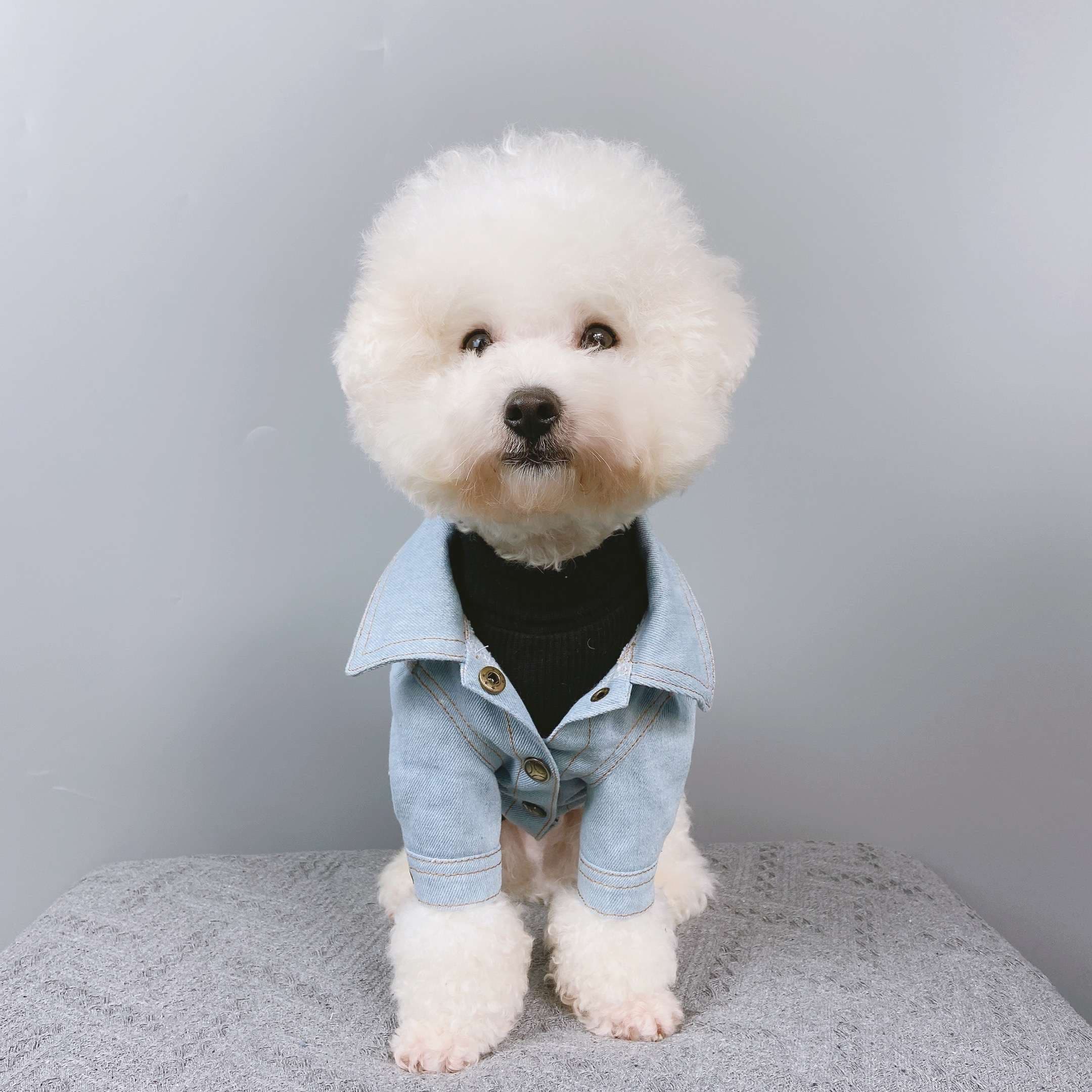 犬服 アウターわんちゃんのおしゃれデニムジャケット