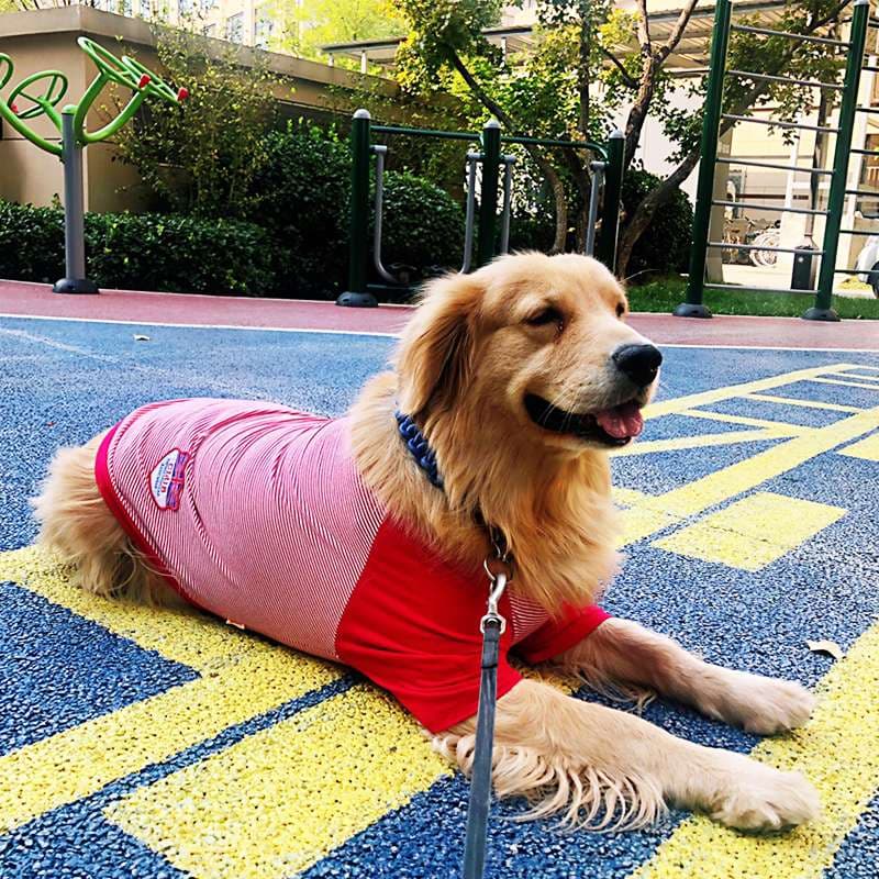 犬服 大型犬用爽やかストライプTシャツ