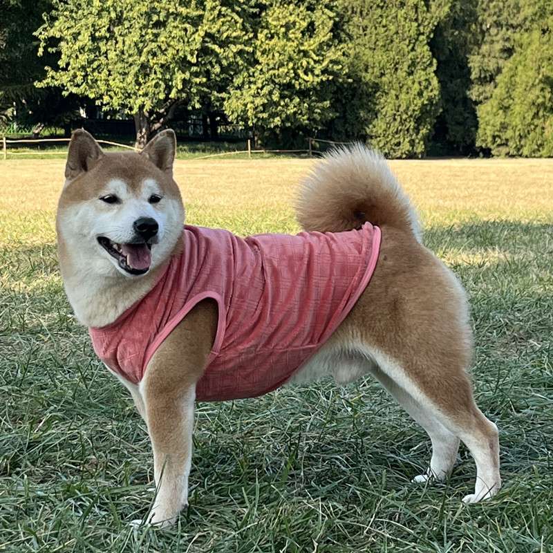 犬服 柔らか素材の犬用タンクトップ