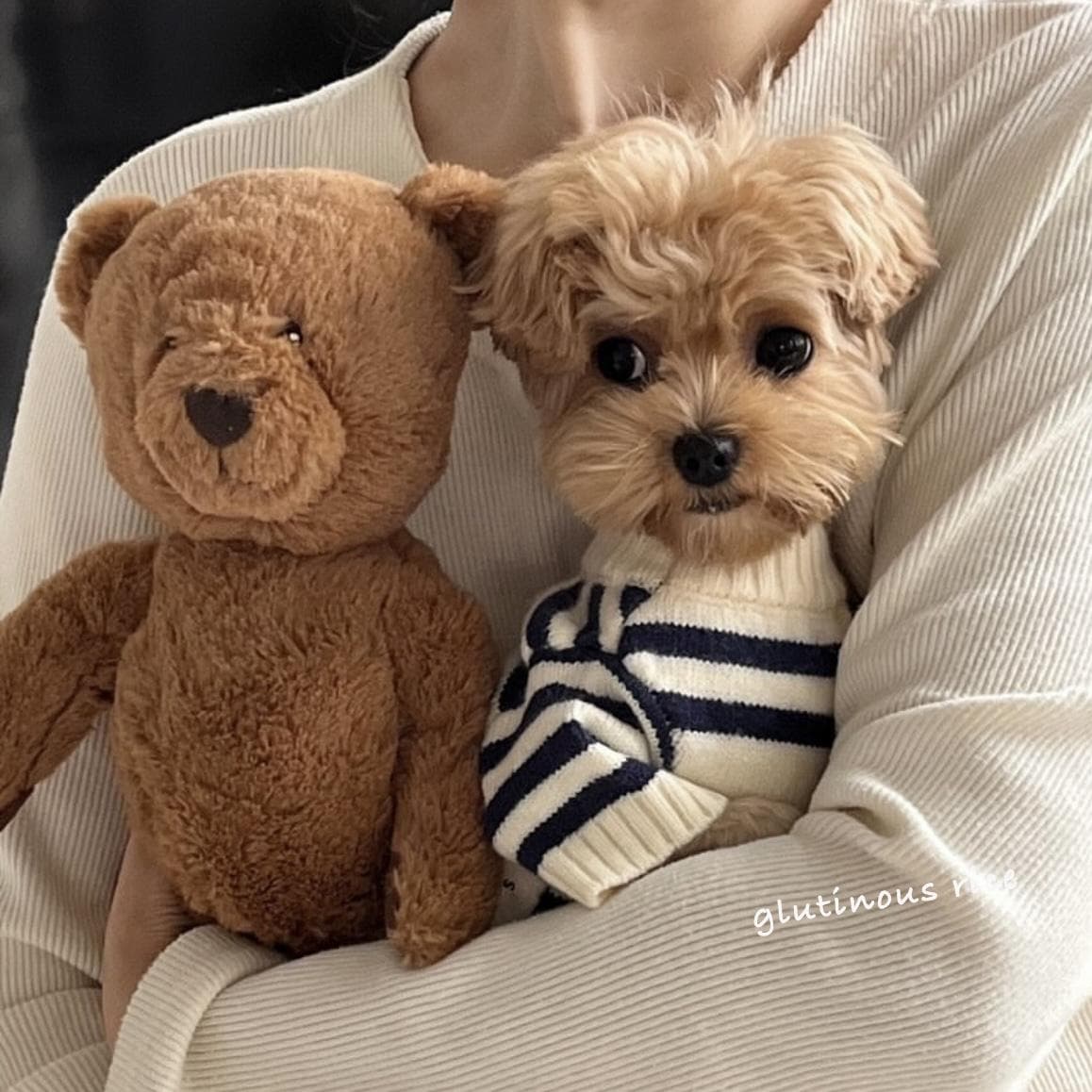 犬服 もこもこ帽子付きボーダーニット