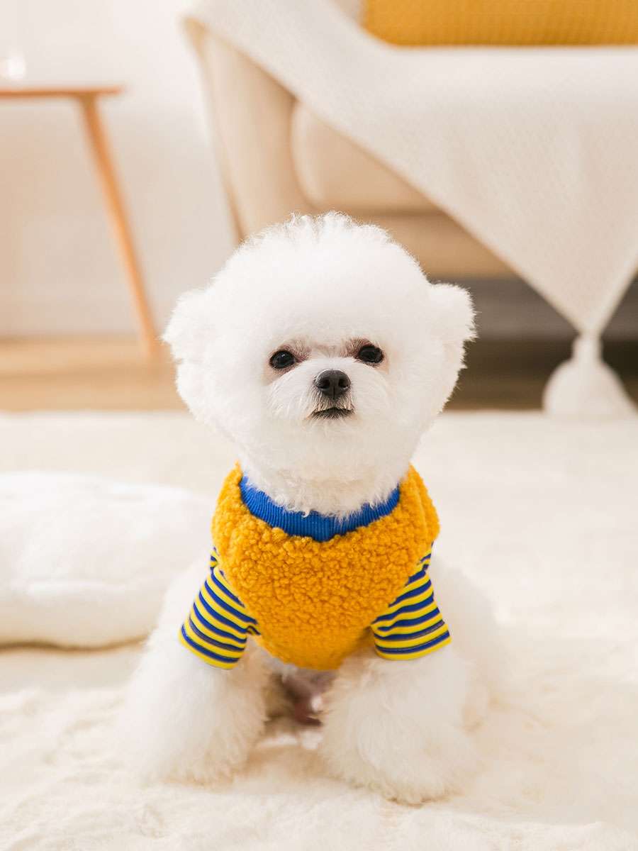 犬服 もこもこボーダー袖の小型犬用ニットウェア
