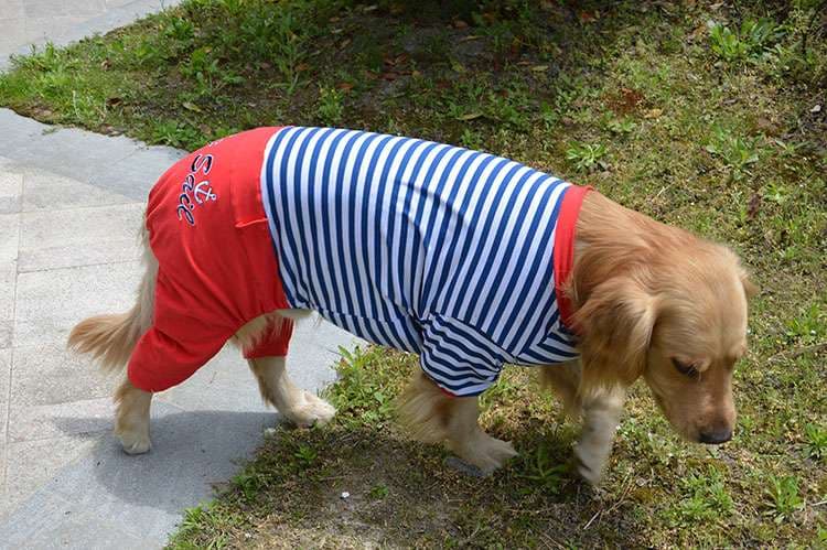 マリン風ボーダーつなぎ犬服