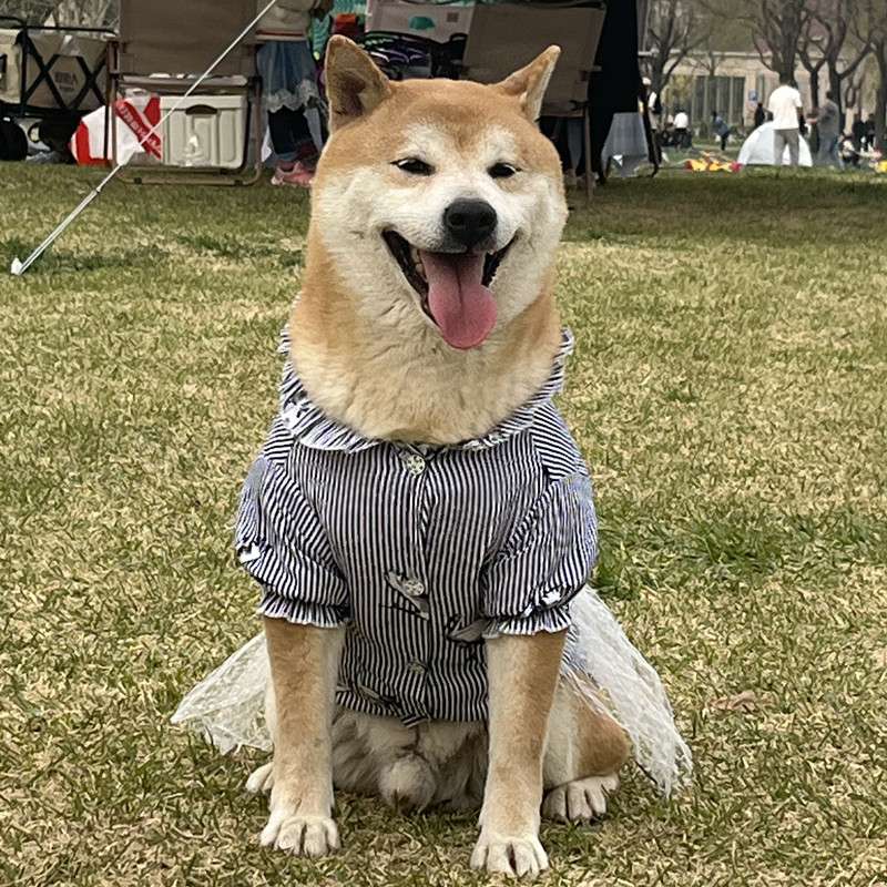 犬服 しましま和風ドレスわんこ服
