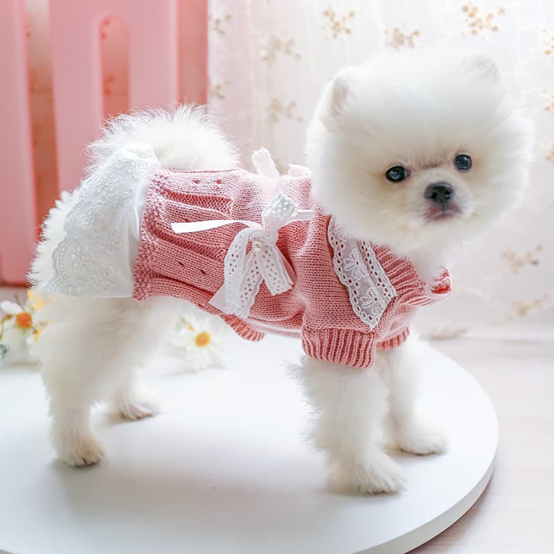 犬服 天使の羽付きレース襟リボンニットセーター