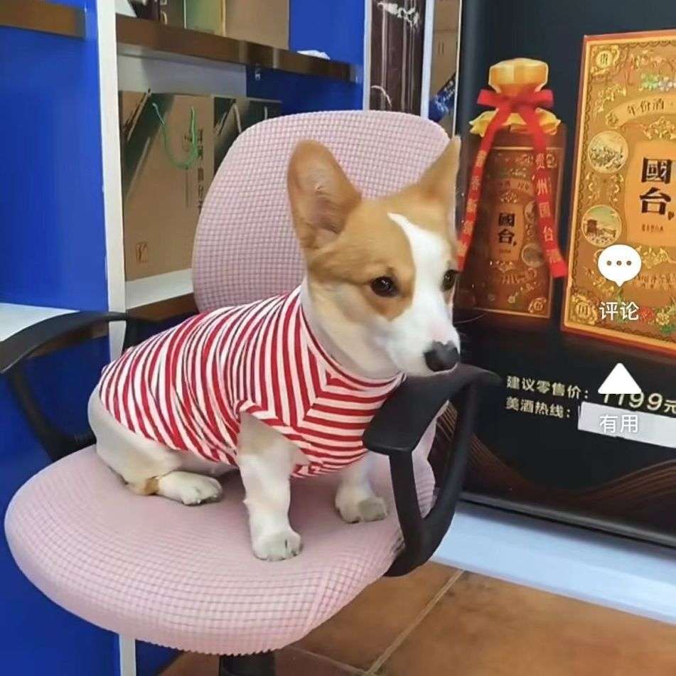 犬服 普段着Tシャツ