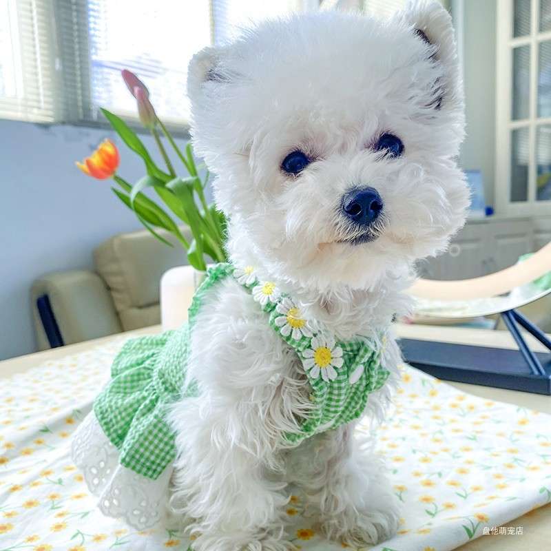 犬服 花かごガーリーワンピース