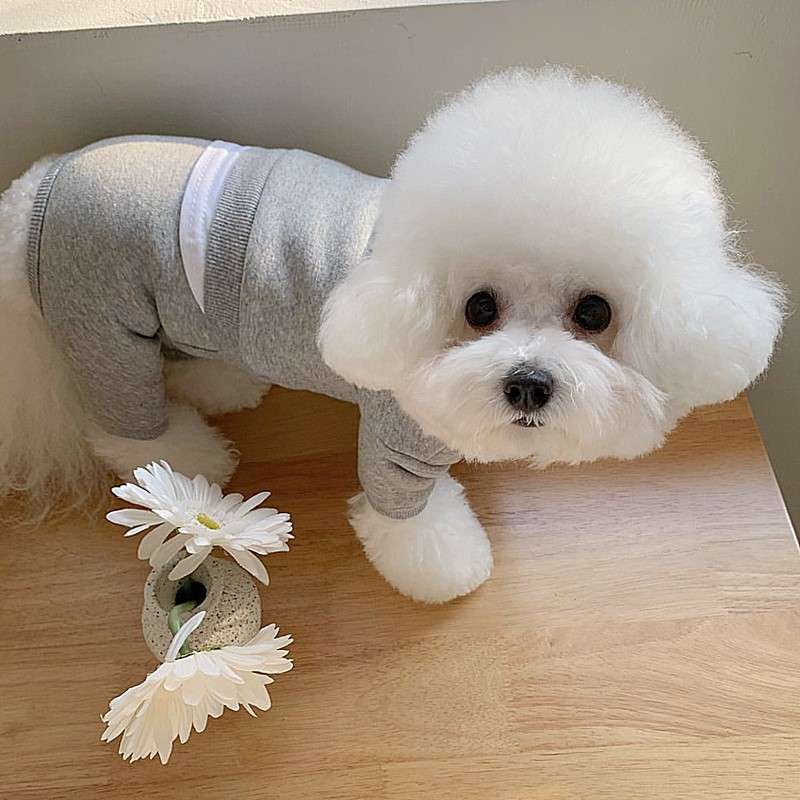 犬服 もこもこペット用重ね着風スウェット