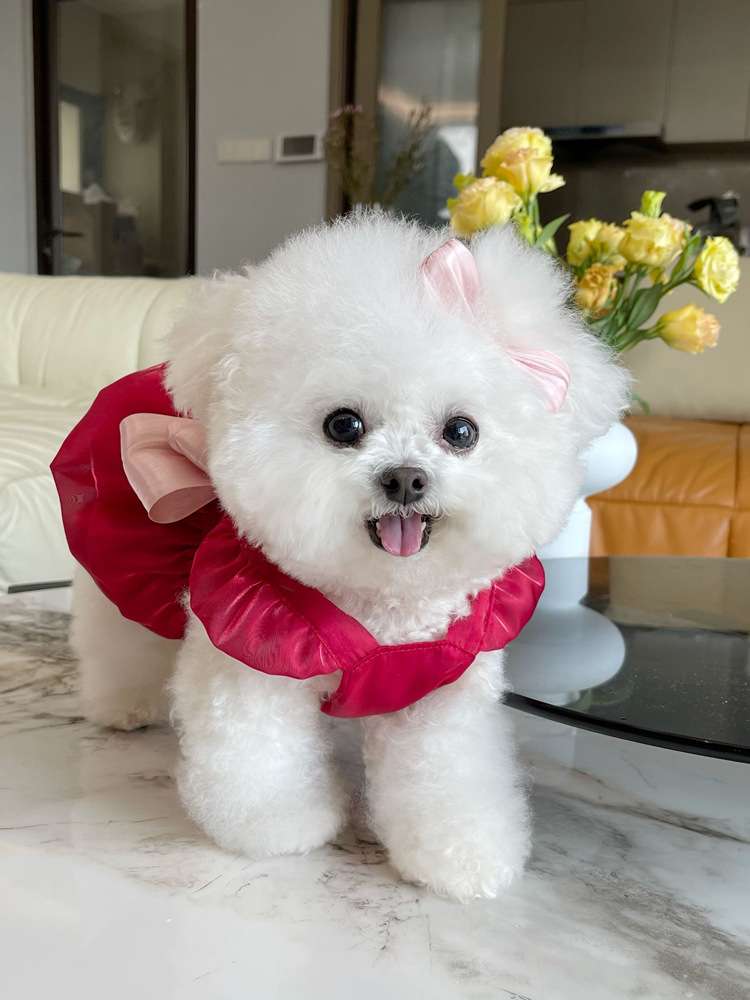 犬服 ふんわり姫様ドレス ワンピース
