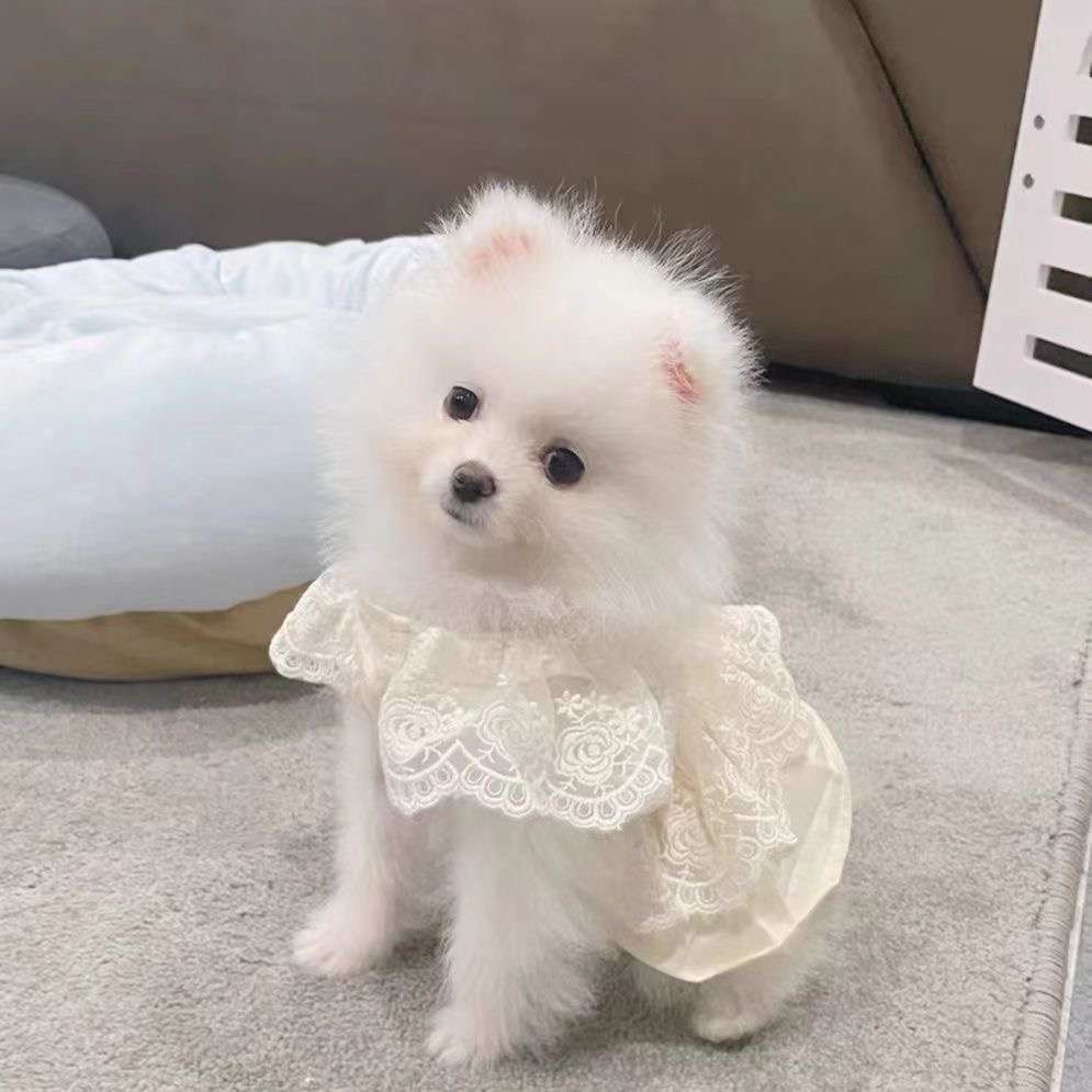 犬服 ふんわりレースのプリンセスワンピース