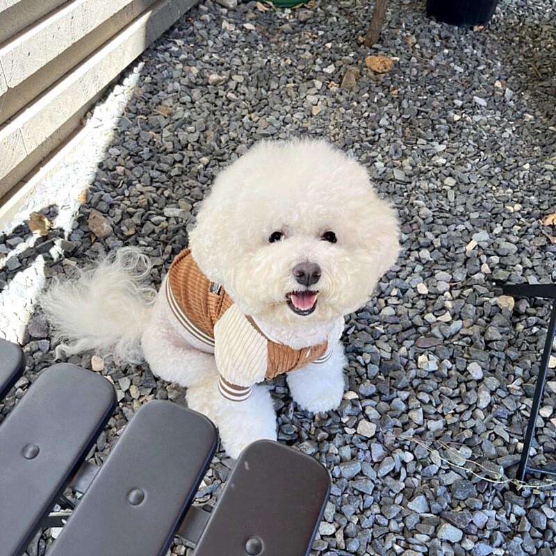 犬服 アウター 小型犬ニットスタジャン