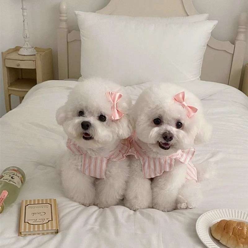 犬服 ふんわりリボン付きワンピース
