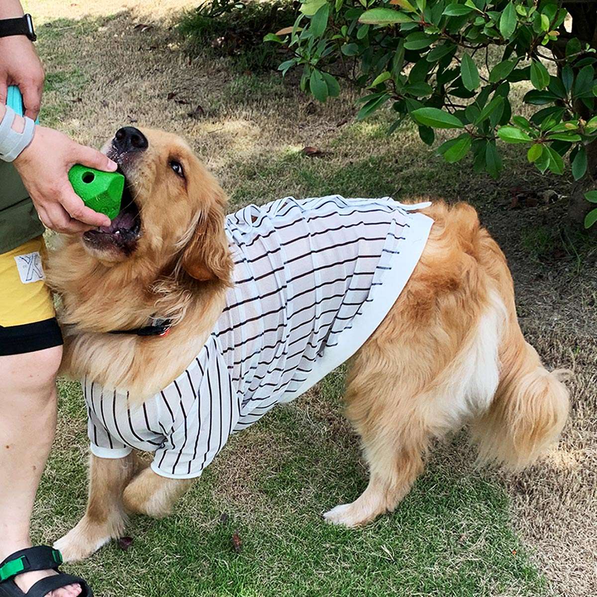 犬服 大型犬用ストライプシャツ