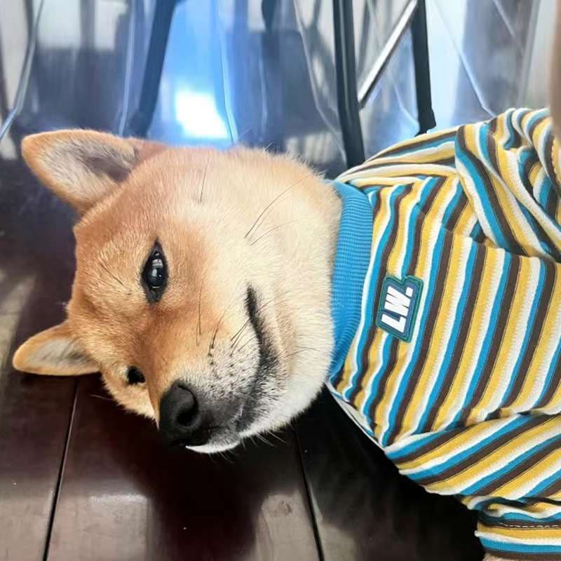 犬服 ボーダー柄の快適ドッグウェア