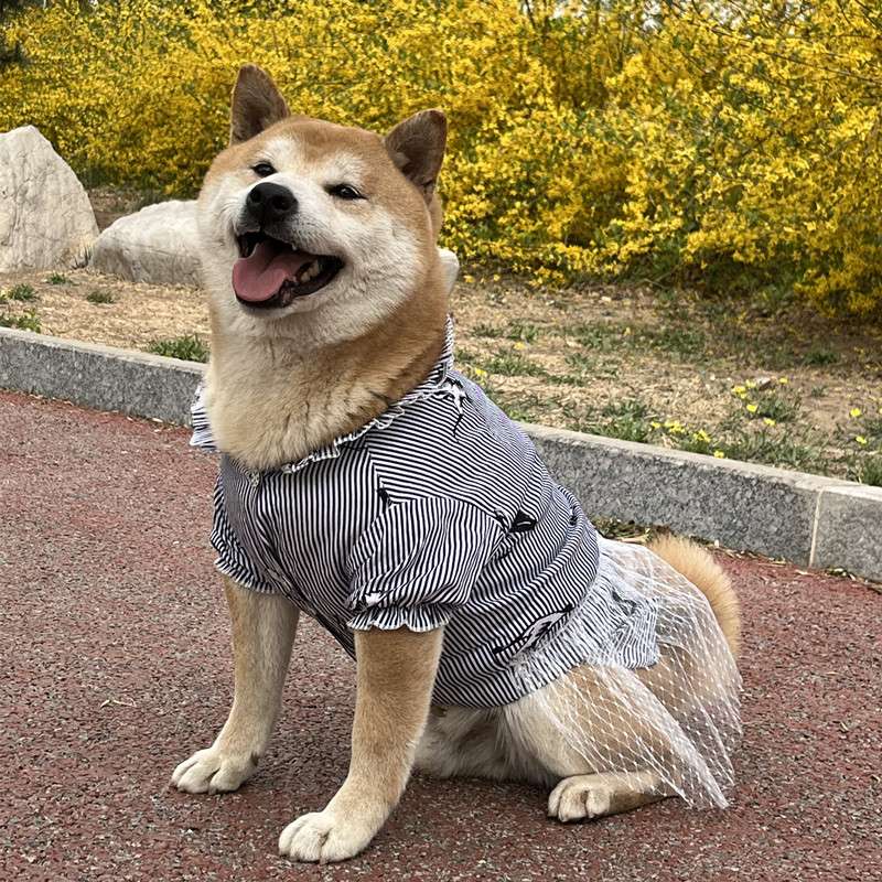 犬服 しましま和風ドレスわんこ服