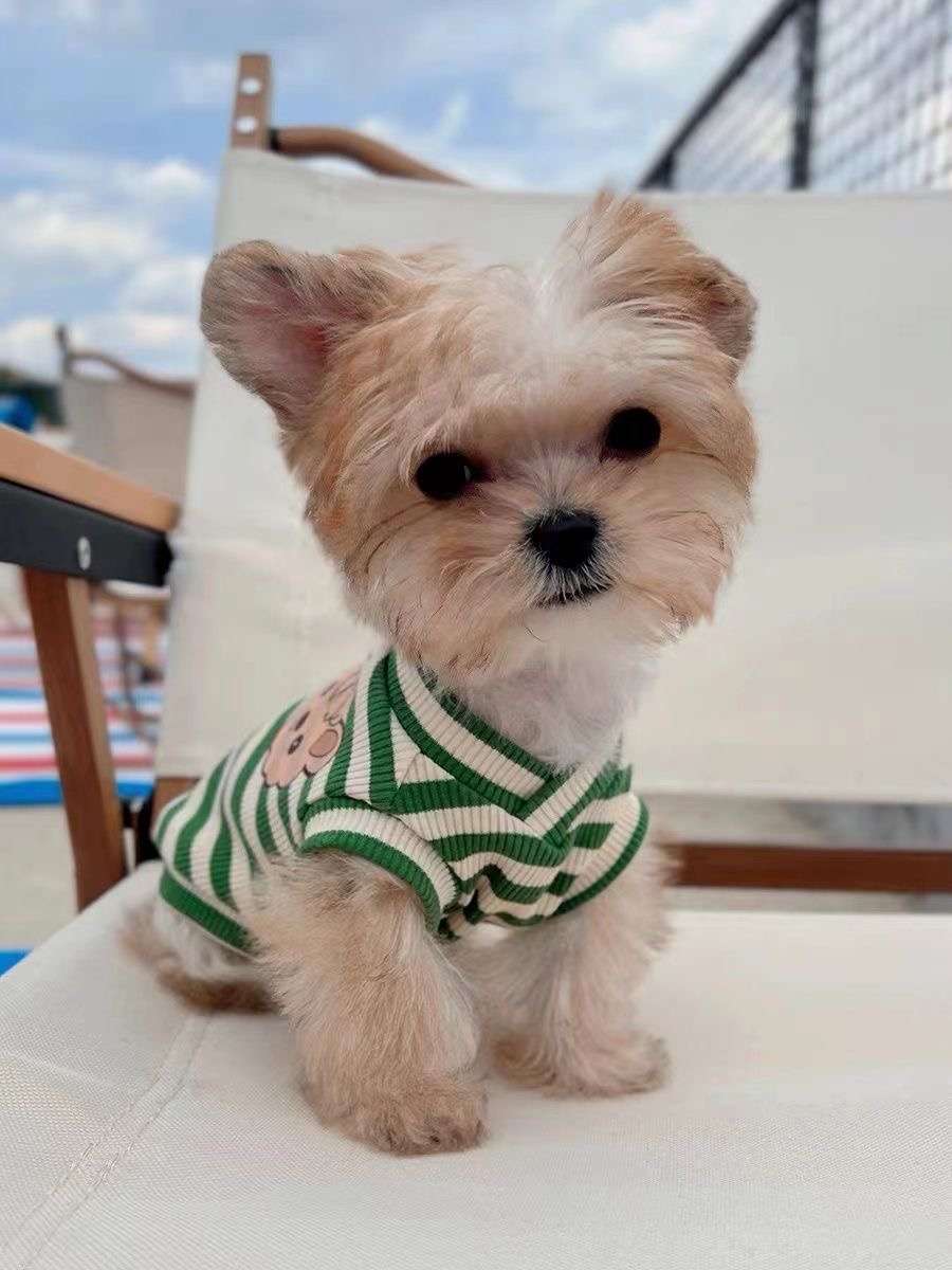 犬服 小型犬 タンクトップ
