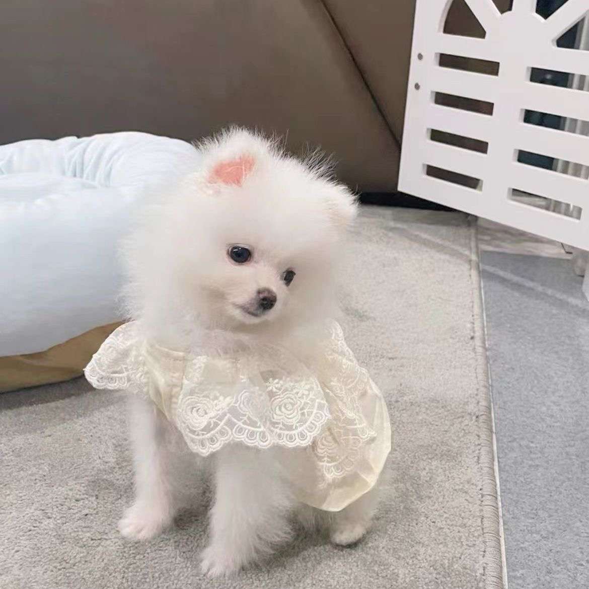 犬服 ふんわりレースのプリンセスワンピース