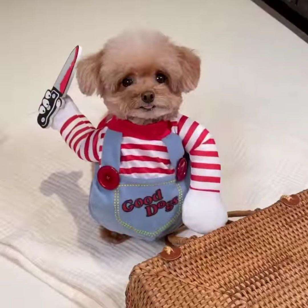 犬服 チャッキチャッキー風ペット仮装コスチューム
