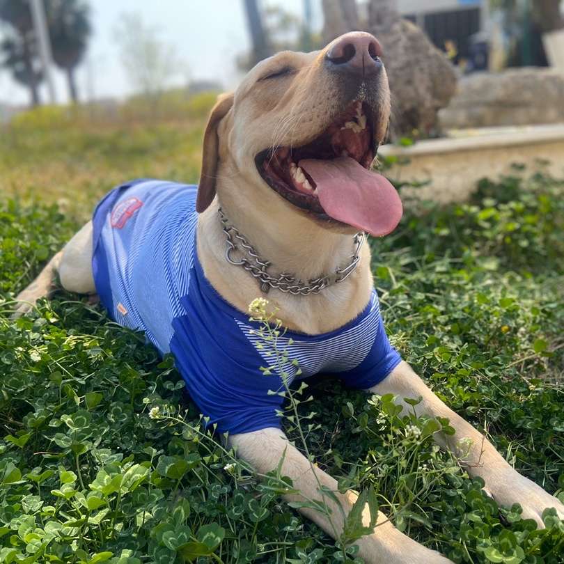 犬服 大型犬用爽やかストライプTシャツ