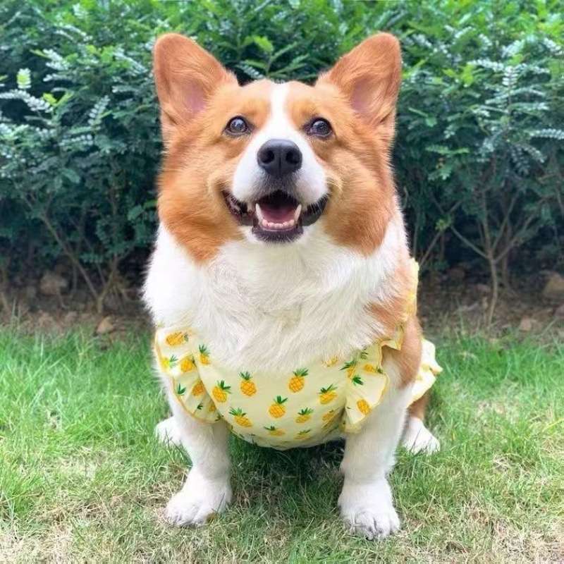 犬服 パイナップル柄フリル付きワンピース