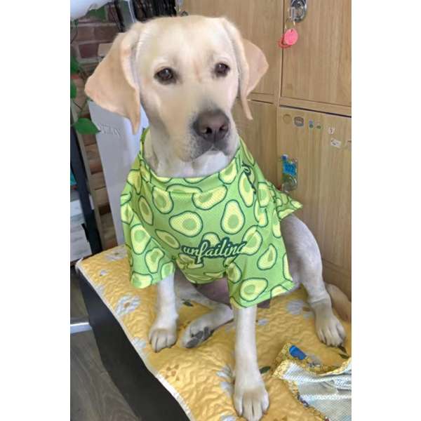 犬服 アボカド柄の犬用Tシャツ