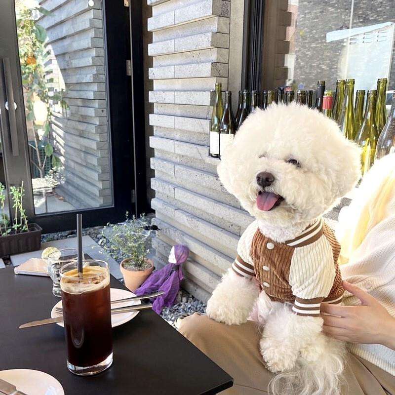 犬服 アウター 小型犬ニットスタジャン