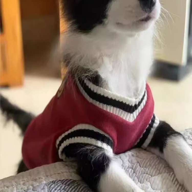 犬服 スポーティー小型犬用セーター
