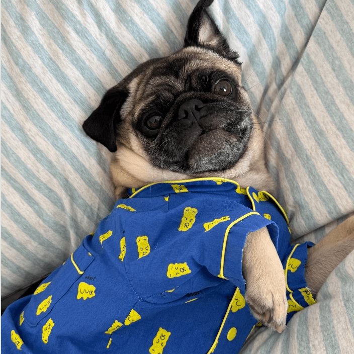 犬服 おやすみ帽子付きパジャマセット