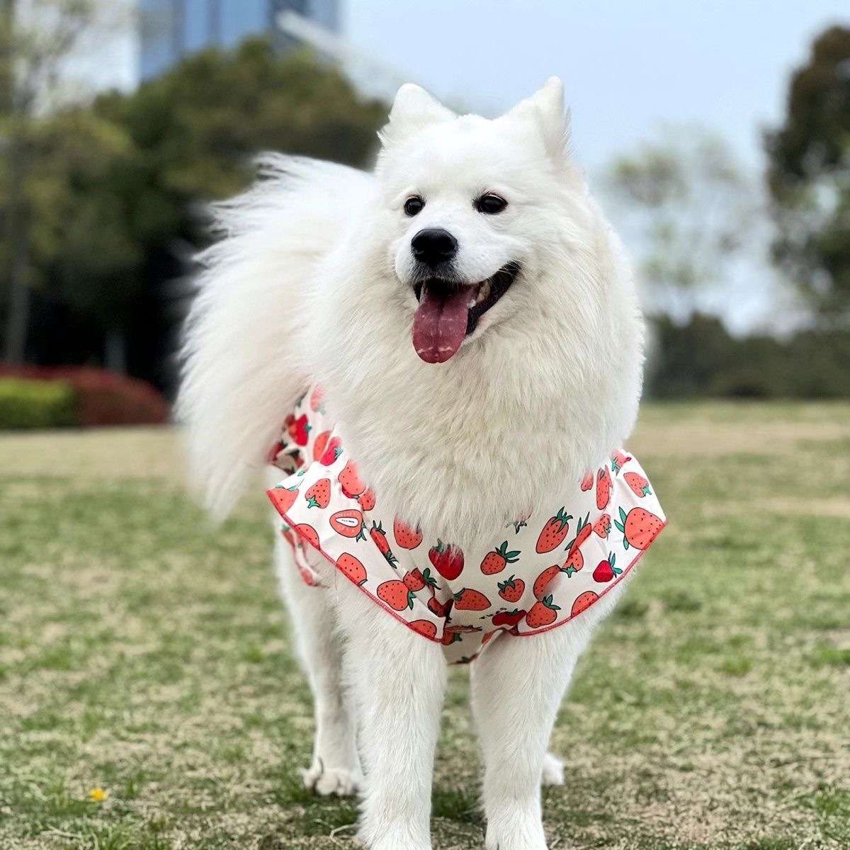 犬服 いちごプリント柄フリル付きペット用スタイ